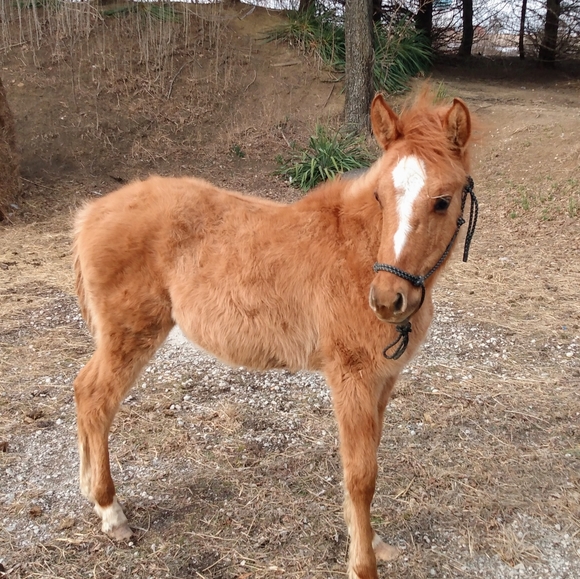🐓🐿️🐦🦆🐑Meet your Posher, Tawnya🐄🐷🦊🐱🐕🐇🐴 - Picture 5 of 14